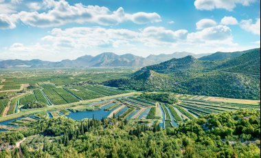 Mandarinenernte in Dalmatien