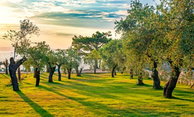 Olivenernte in Istrien